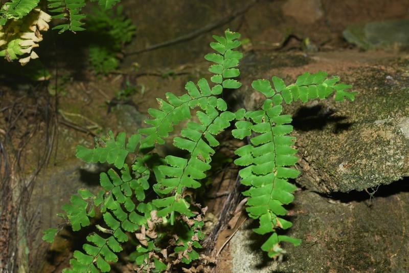 Adiantum patens photo 5