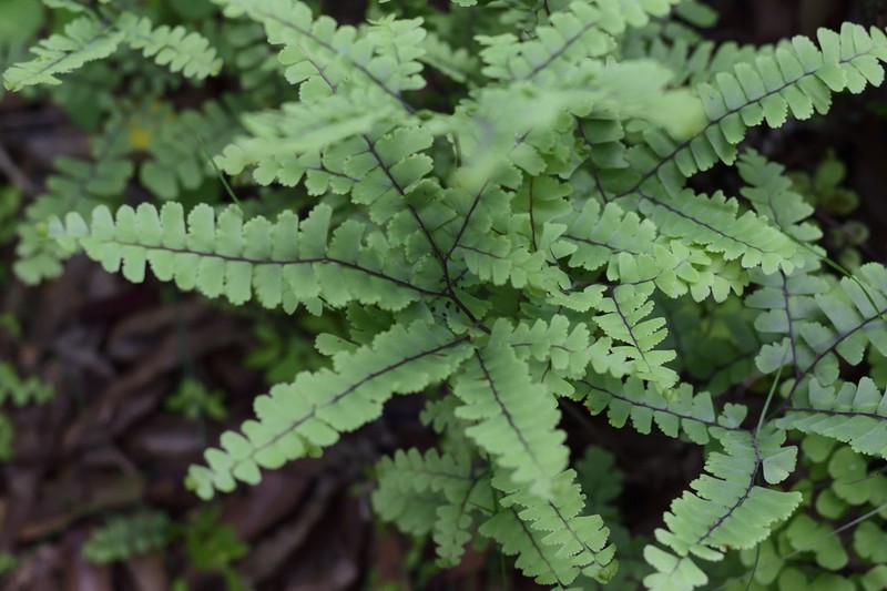 Adiantum patens photo 6