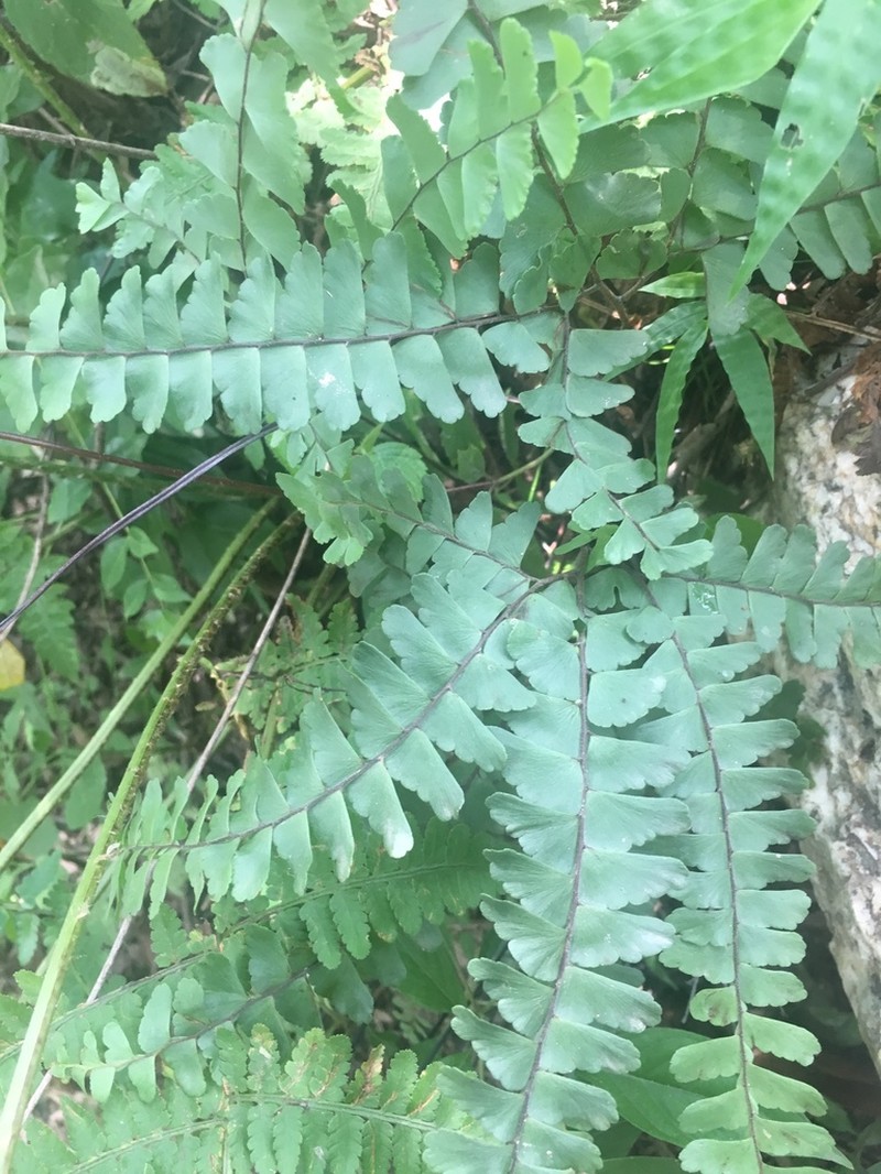 Adiantum patens photo 7