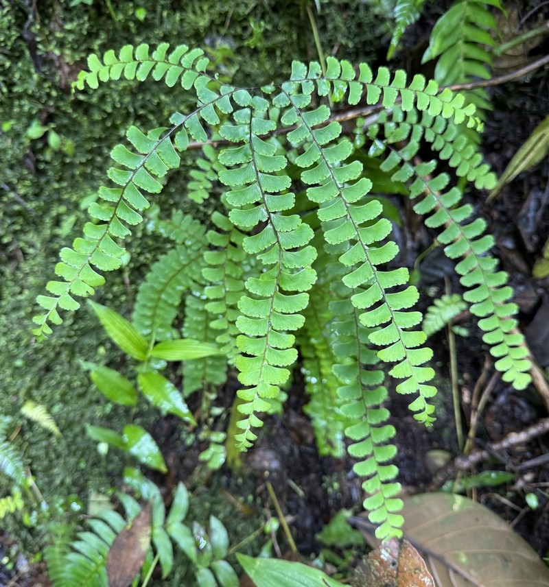 Adiantum patens photo 8