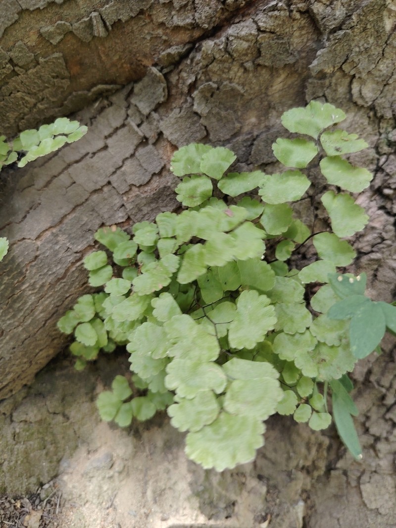 Adiantum pearcei photo 5