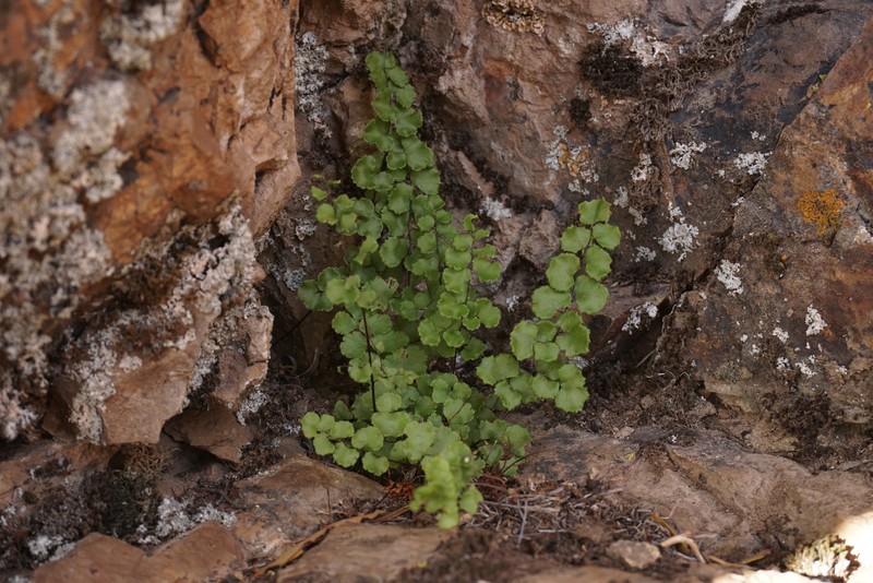 Adiantum pearcei photo 6