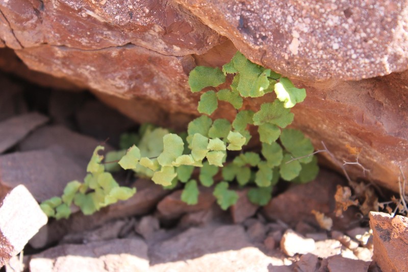 Adiantum pearcei