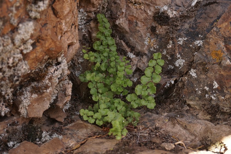Adiantum pearcei photo 2