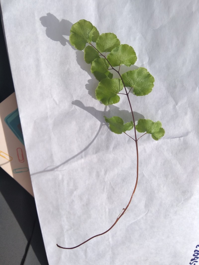 Adiantum pearcei photo 4