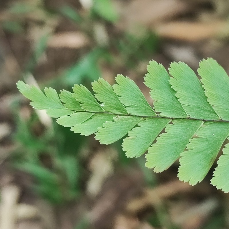 Adiantum pectinatum
