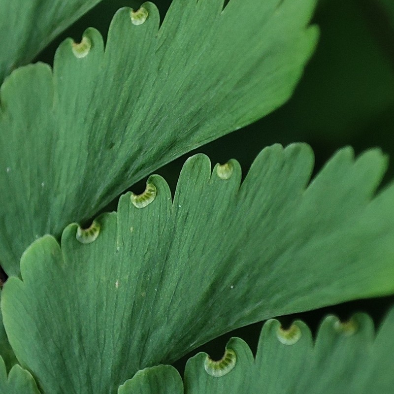 Adiantum pectinatum photo 2