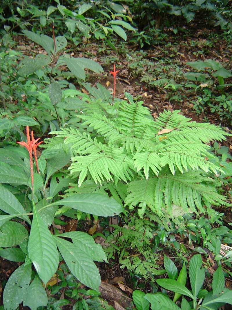 Adiantum pectinatum photo 3