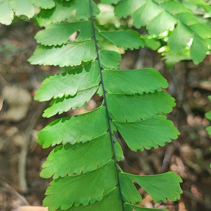 Adiantum pectinatum photo 4