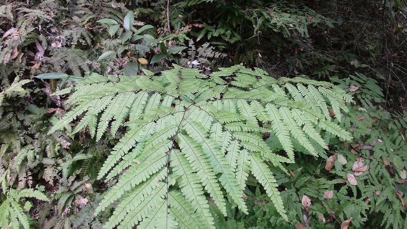 Adiantum pectinatum photo 5