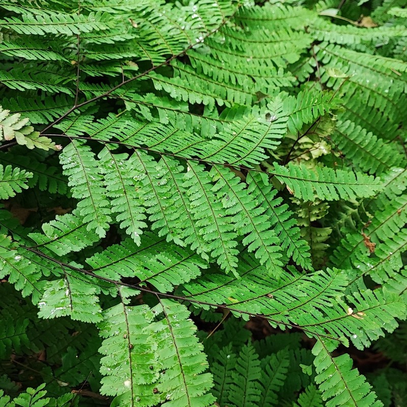 Adiantum pectinatum photo 6