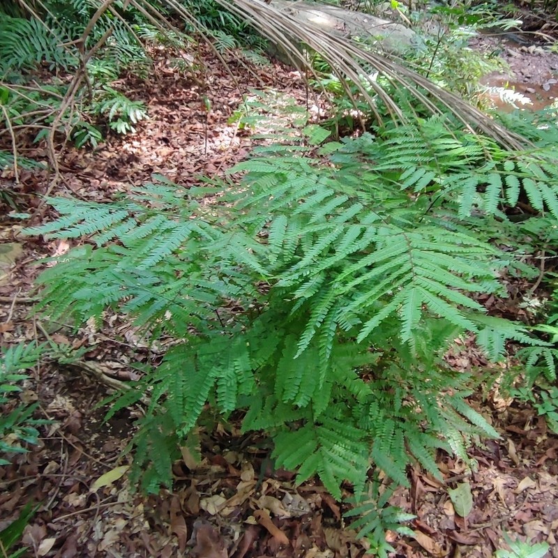 Adiantum pectinatum photo 7
