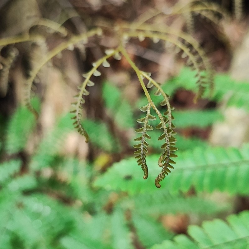 Adiantum pectinatum photo 8