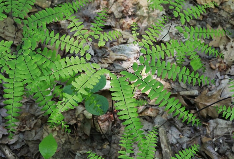 Northern Maidenhair photo 2