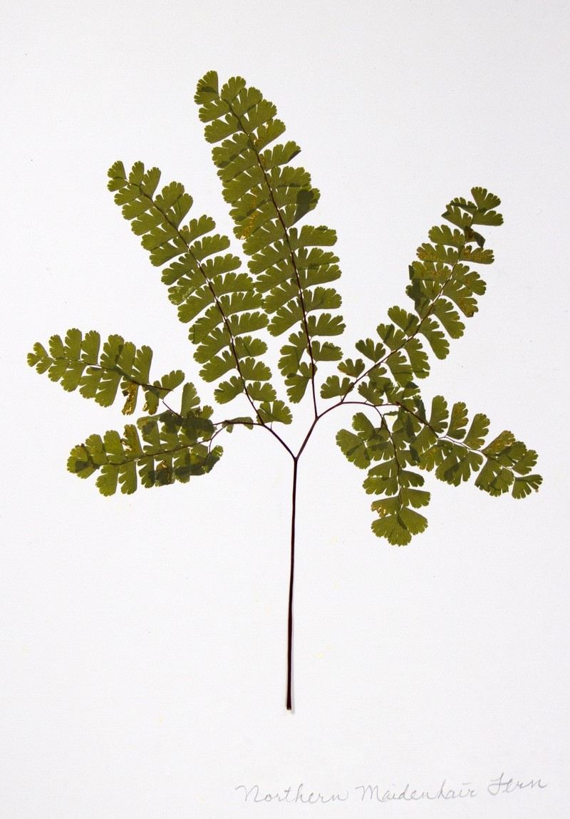 Northern Maidenhair photo 3