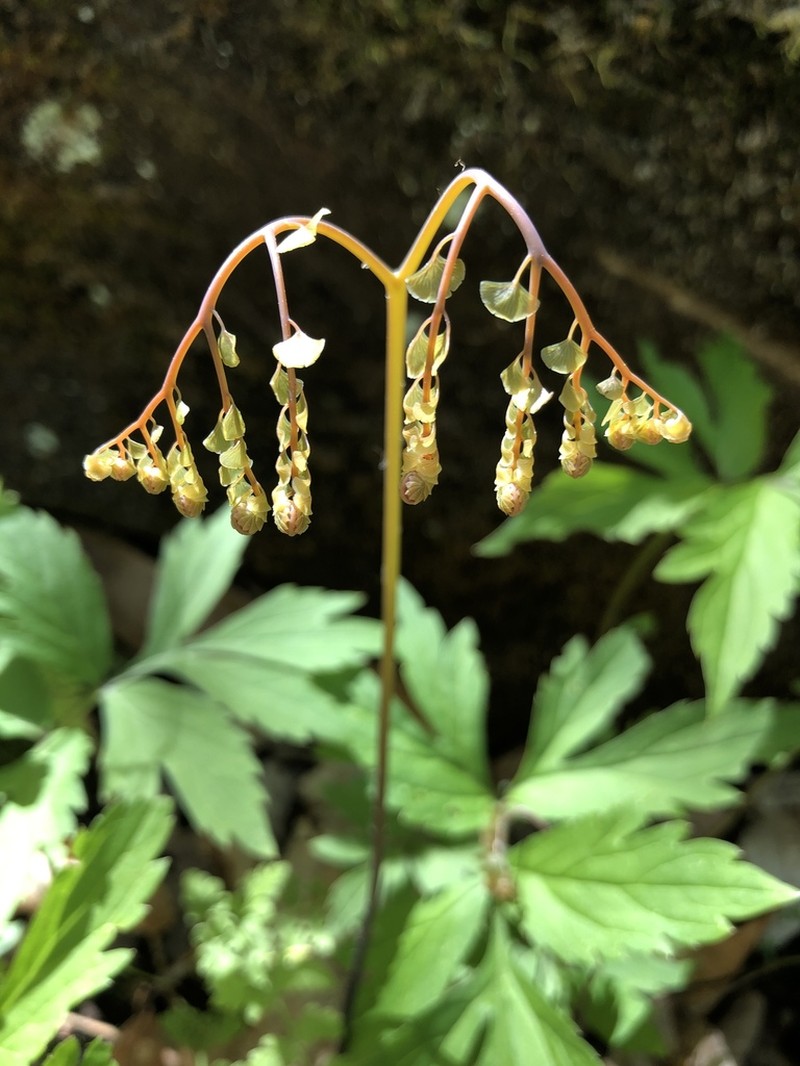 Northern Maidenhair photo 5