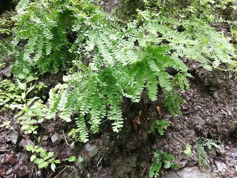 Northern Maidenhair photo 6