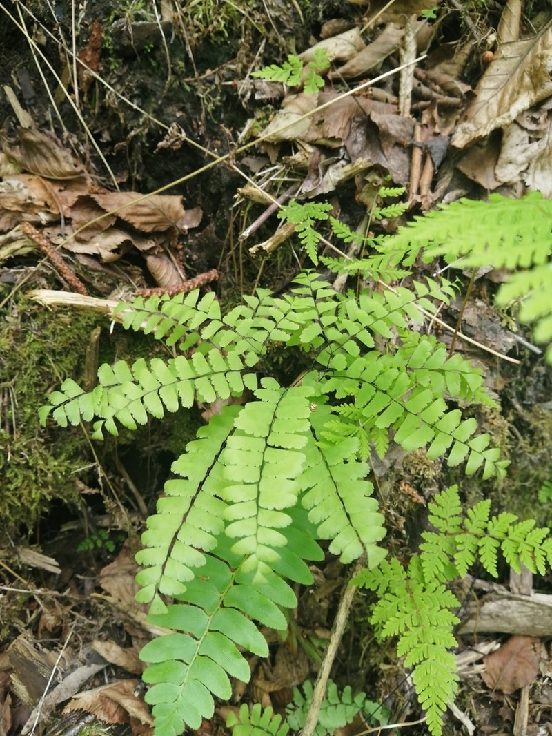 Northern Maidenhair photo 7