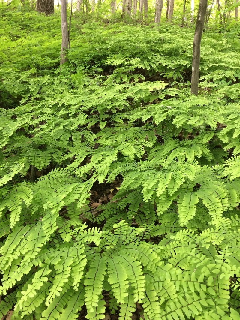 Northern Maidenhair photo 8