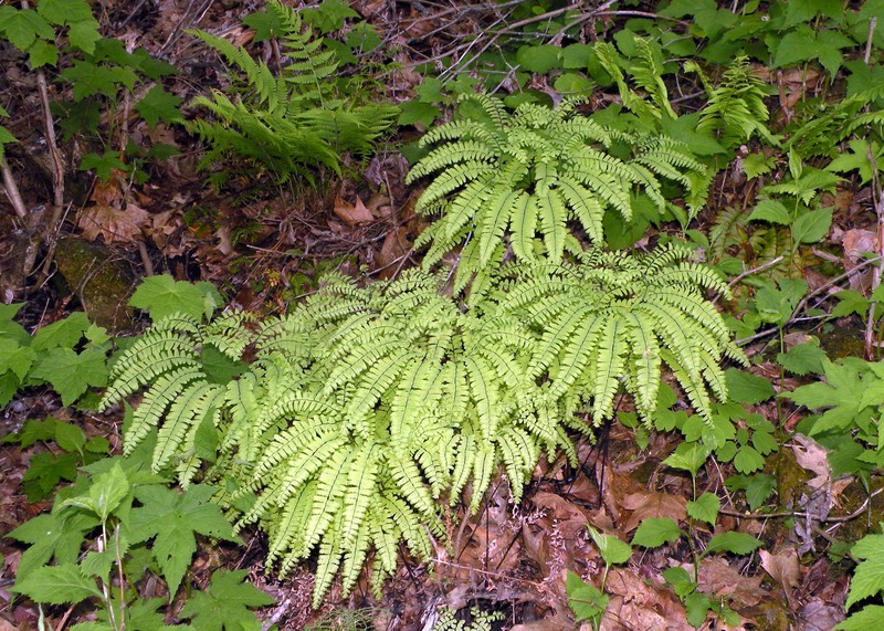 Northern Maidenhair
