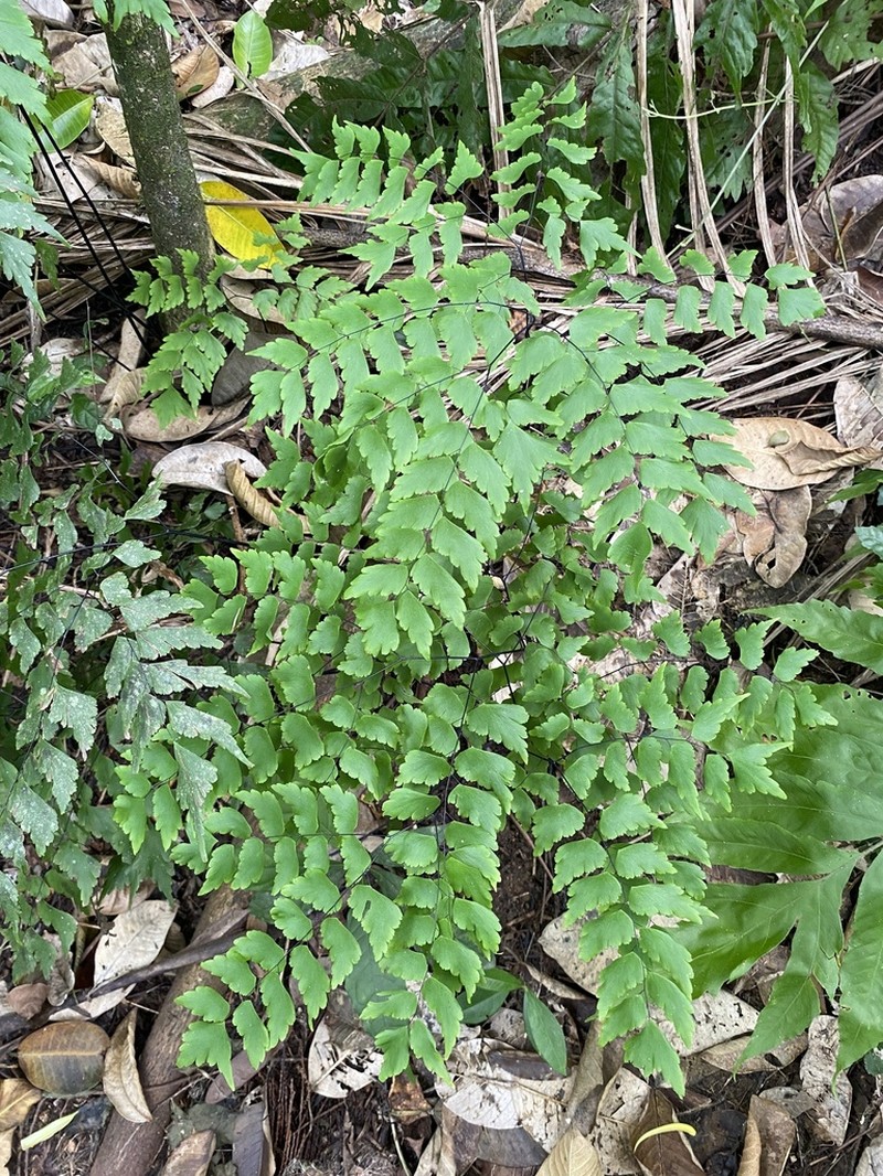 Adiantum pentadactylon photo 2