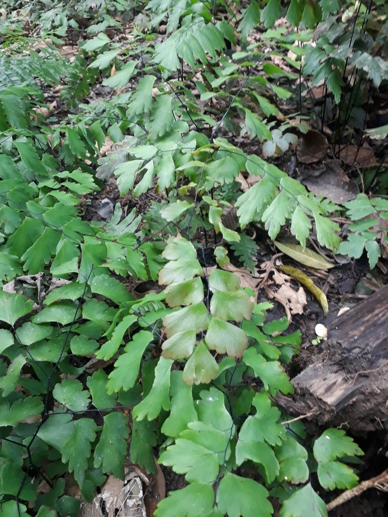 Adiantum pentadactylon photo 3