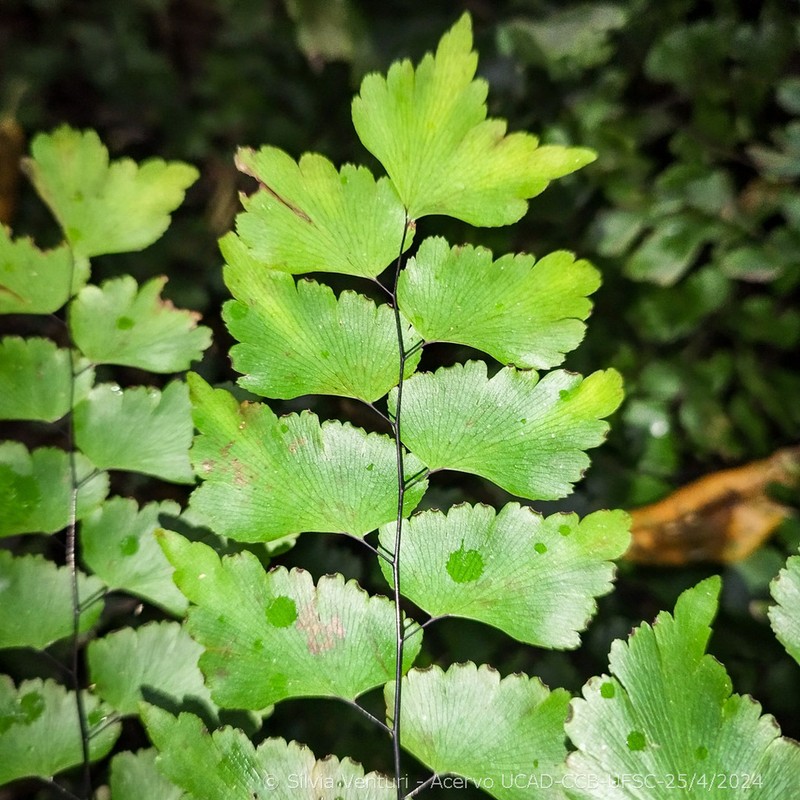Adiantum pentadactylon photo 4