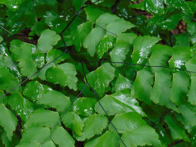 Adiantum pentadactylon photo 5