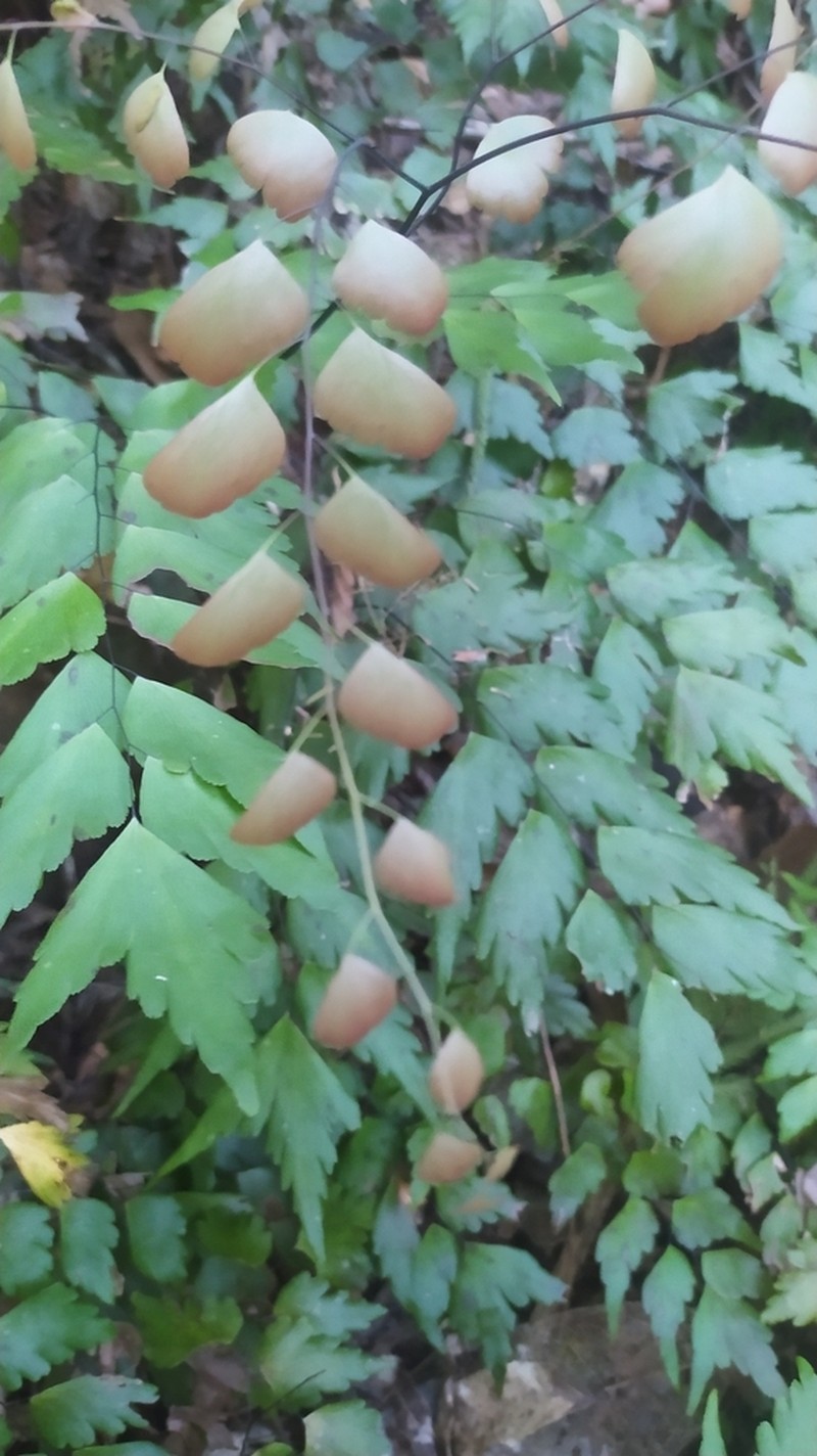 Adiantum pentadactylon photo 6