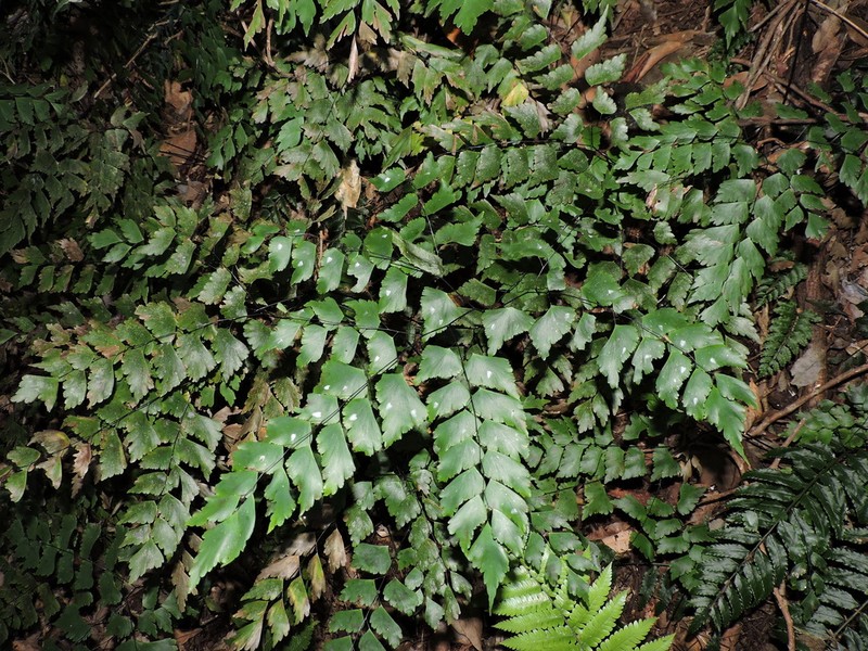 Adiantum pentadactylon photo 7