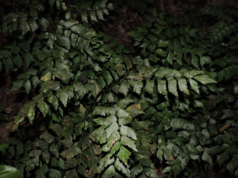 Adiantum pentadactylon photo 8