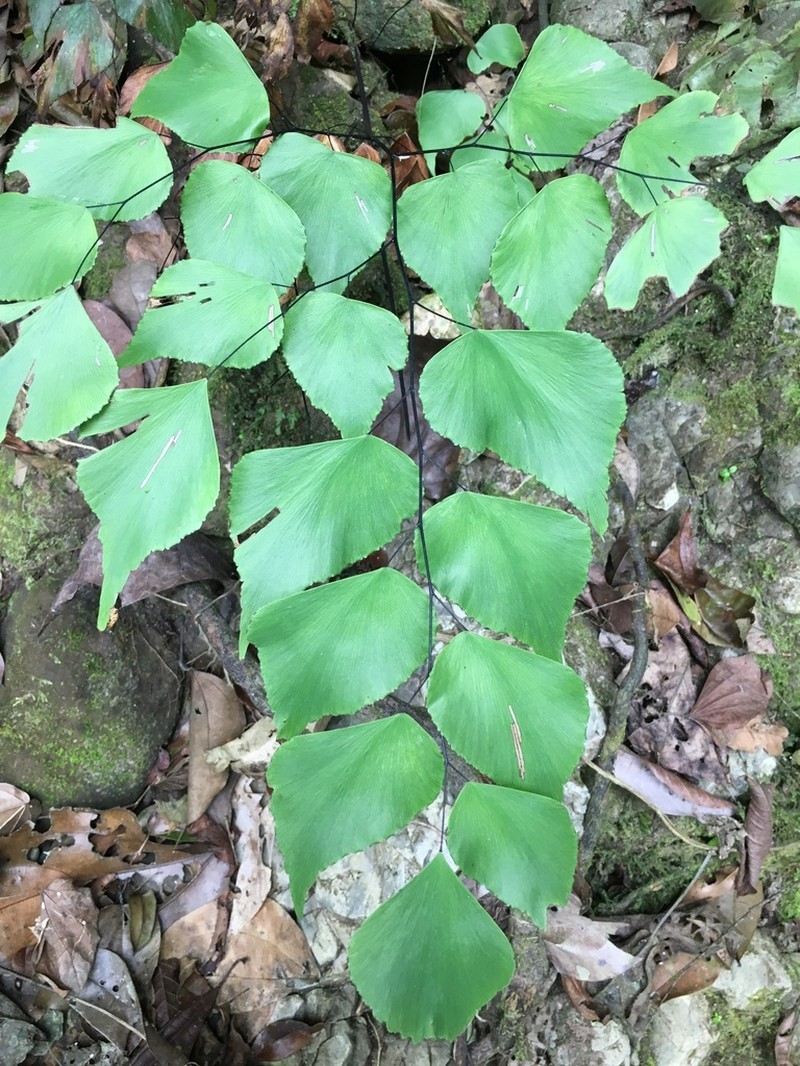 Adiantum peruvianum photo 2