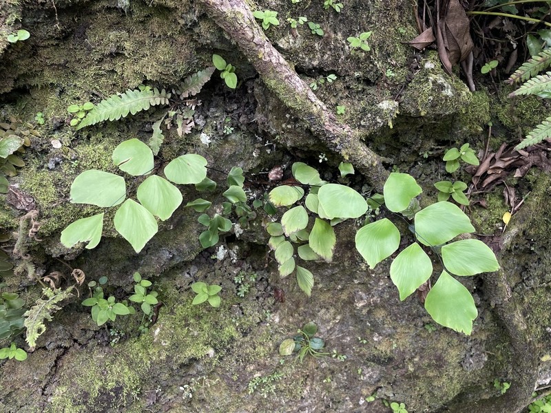 Adiantum peruvianum photo 3