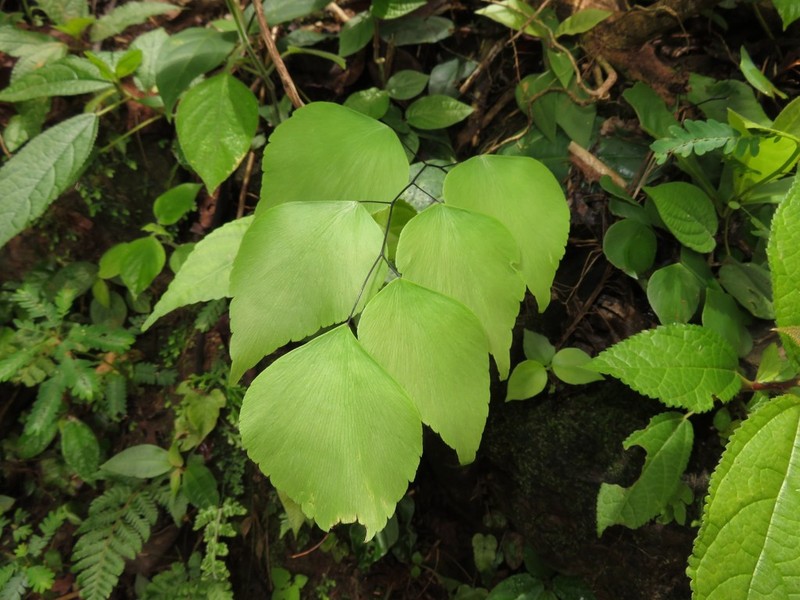 Adiantum peruvianum photo 4