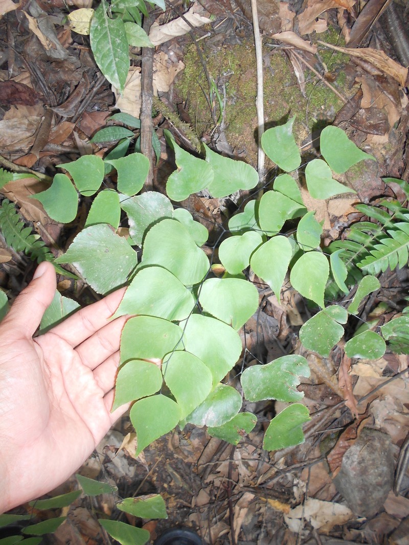 Adiantum peruvianum photo 5