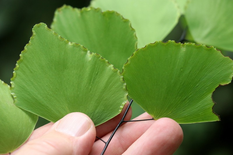 Adiantum peruvianum photo 6