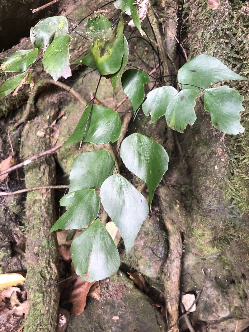 Adiantum peruvianum photo 7