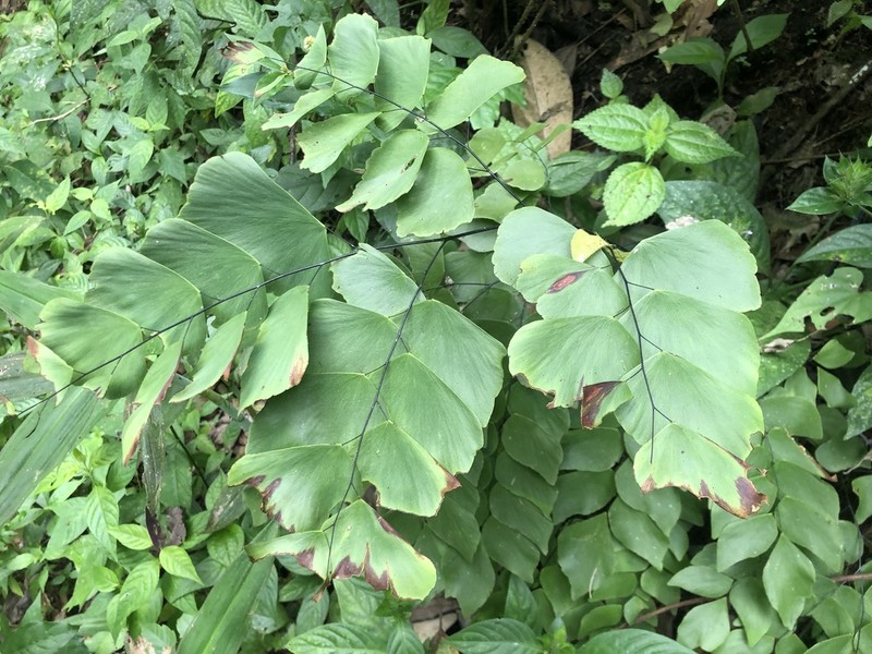 Adiantum peruvianum photo 8