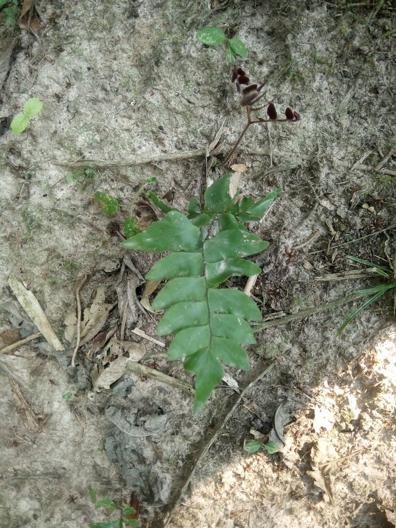 Stalked Maidenhair
