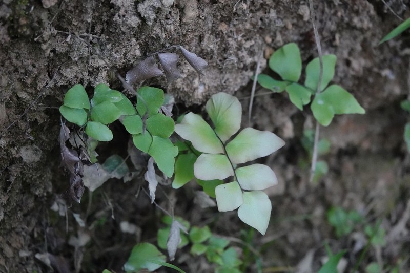 Stalked Maidenhair photo 2