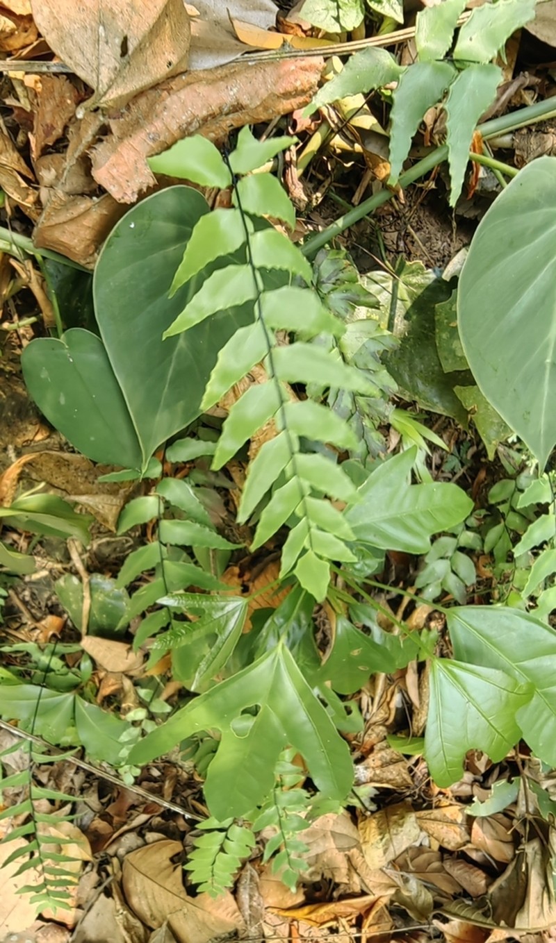 Stalked Maidenhair photo 3