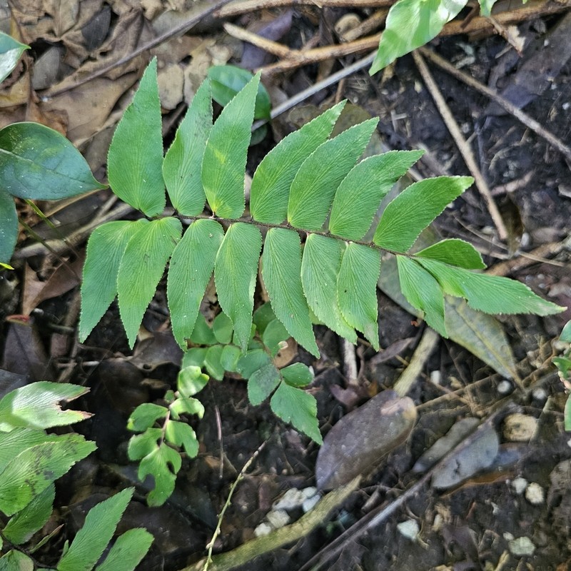 Stalked Maidenhair photo 4