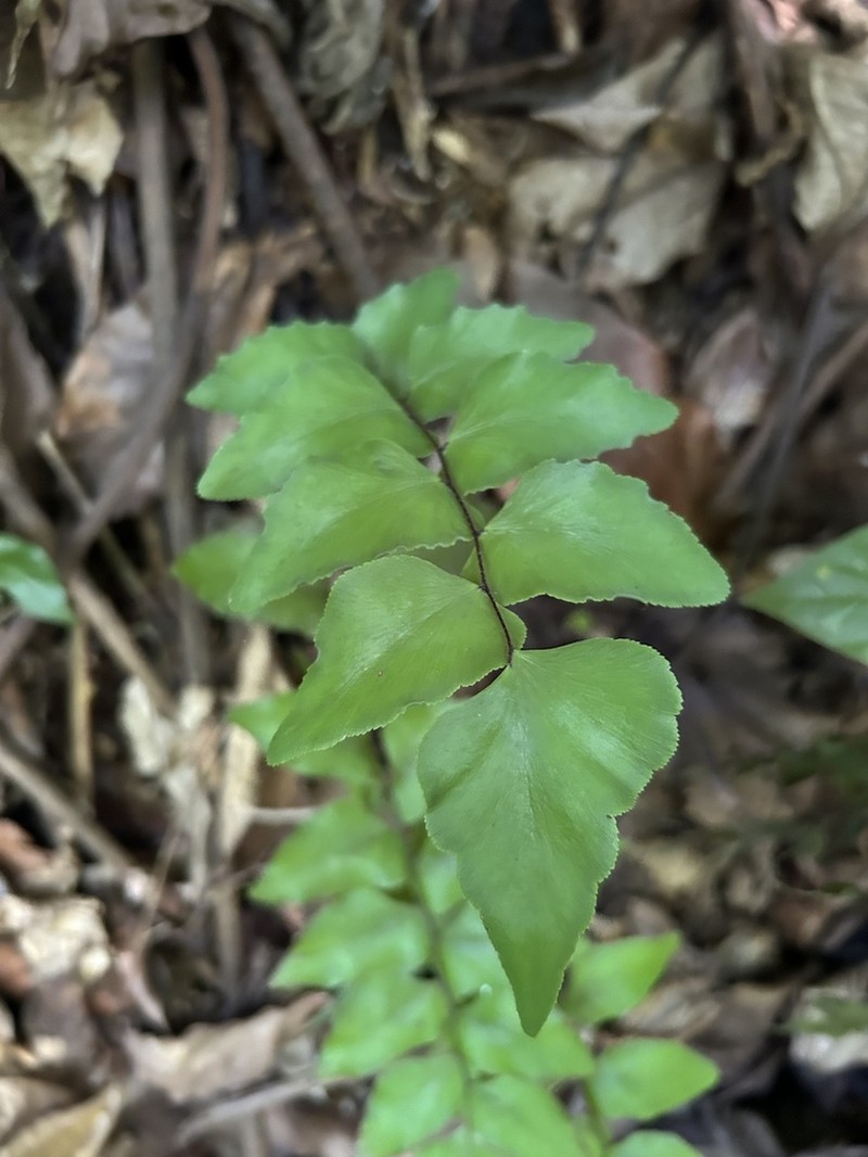 Stalked Maidenhair photo 5