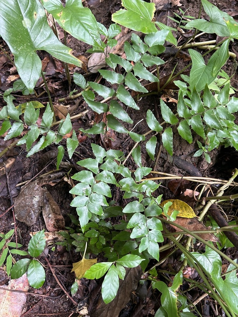 Stalked Maidenhair photo 6