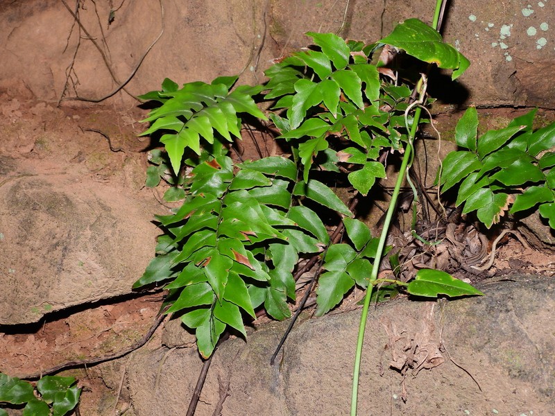 Stalked Maidenhair photo 7