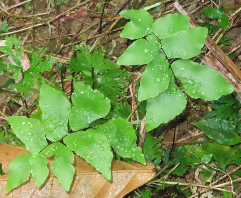 Stalked Maidenhair photo 8
