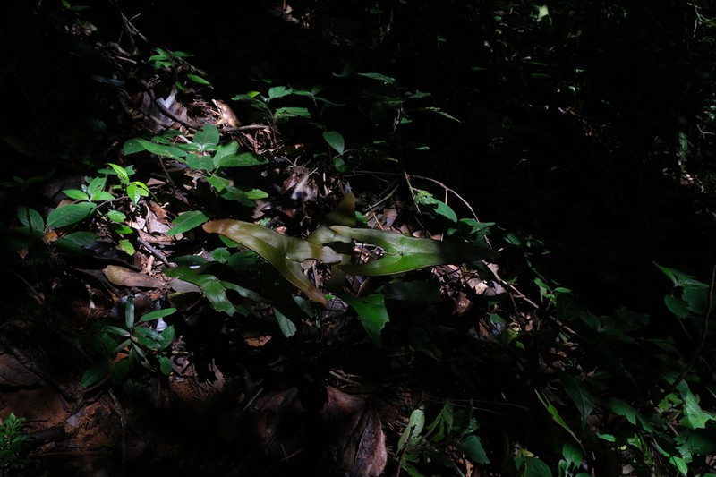 Adiantum phanerophlebium