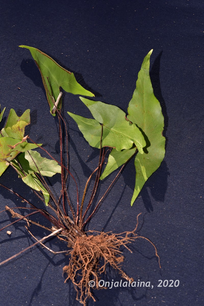 Adiantum phanerophlebium photo 4