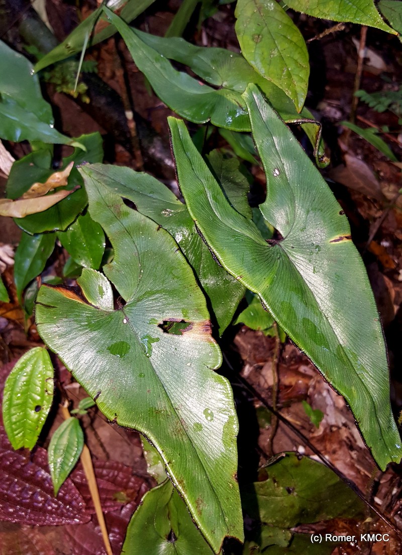 Adiantum phanerophlebium photo 5