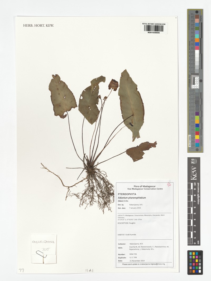 Adiantum phanerophlebium photo 7